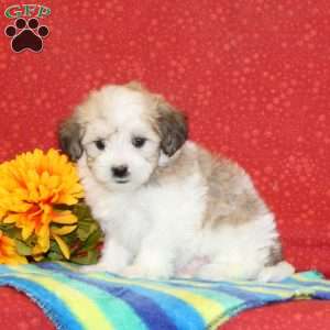 Ryan, Maltipoo Puppy